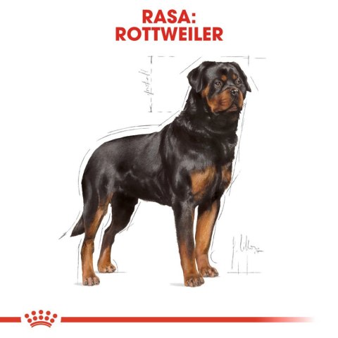 Royal Canin ROYAL CANIN Rottweiler Adult 12kg
