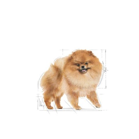 Royal Canin ROYAL CANIN Pomeranian 12x85g