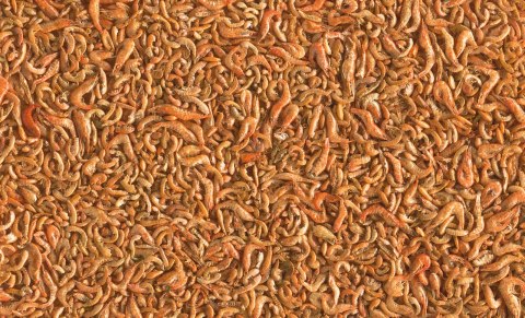 TETRA Tetra Pond Shrimp Mix 1l