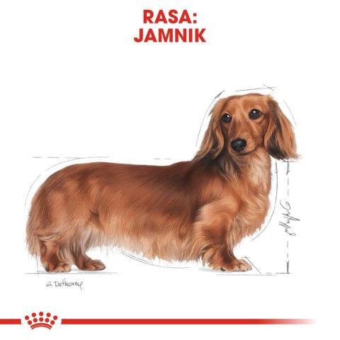 Royal Canin ROYAL CANIN Dachshund Adult 1,5kg