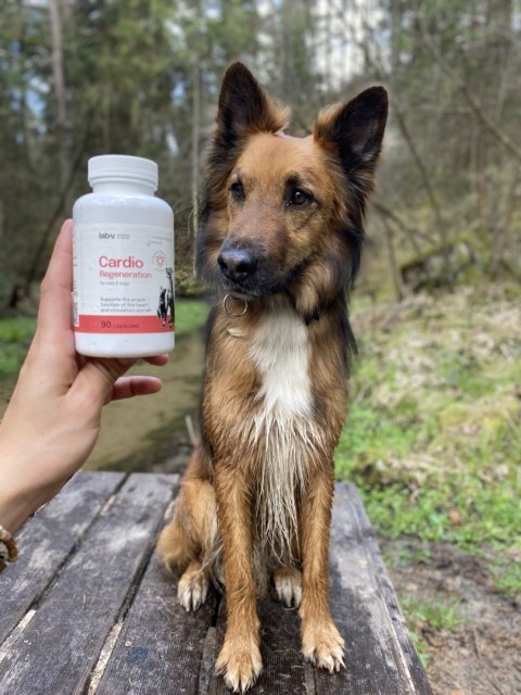 LAB-V Lab-v Cardio Regeneration 90 kapsułek - wsparcie serca dla psów i kotów