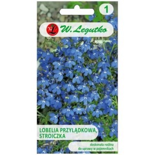 W.Legutko Stroiczka - lobelia przylądkowa, niebieska