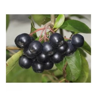 ROŚLINY Aronia prunifolia 'Nero'