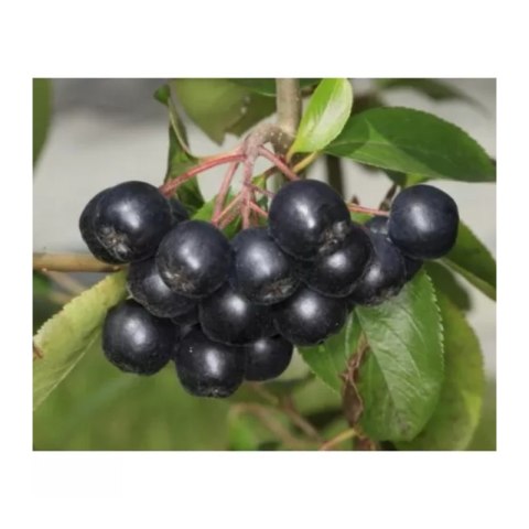 ROŚLINY Aronia prunifolia 'Nero'