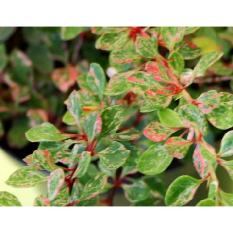 ROŚLINY Berberys Thunberga - Berberis thunbergii 'Starburst'(R)