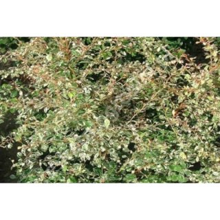 ROŚLINY Berberys Thunberga - Berberis thunbergii 'Starburst'(R)