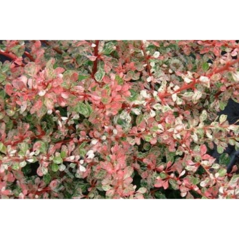 ROŚLINY Berberys Thunberga - Berberis thunbergii 'Starburst'(R)