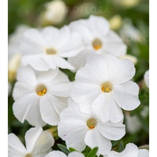 ROŚLINY Floks Douglasa - Phlox douglasii 'White Admiral'