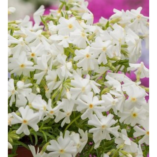 ROŚLINY Floks szydlasty - Phlox subulata 'Spring White'