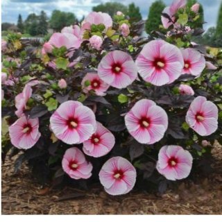 ROŚLINY Hibiskus bylinowy 'Starry Night'