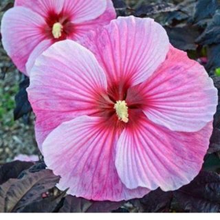 ROŚLINY Hibiskus bylinowy 'Starry Night'