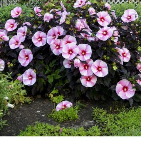 ROŚLINY Hibiskus bylinowy 'Starry Night'