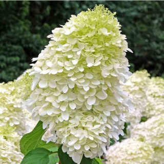 ROŚLINY Hortensja bukietowa - Hydrangea paniculata 'Hercules'(R)