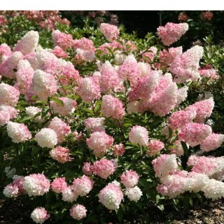 ROŚLINY Hydrangea paniculata 'Vanille Fraise'