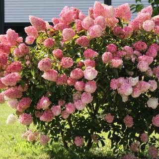 ROŚLINY Hydrangea paniculata 'Vanille Fraise'