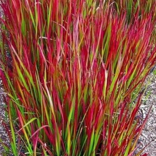 ROŚLINY Imperata cylindryczna Red Baron — trawa o czerwonych liściach