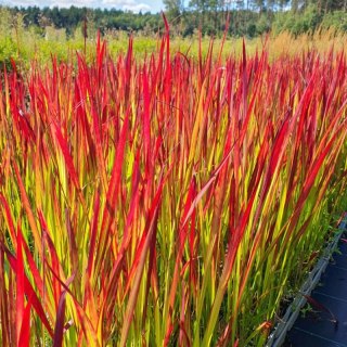 ROŚLINY Imperata cylindryczna Red Baron — trawa o czerwonych liściach