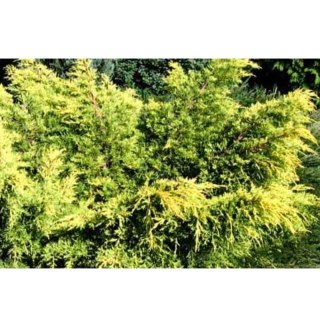 ROŚLINY Jałowiec pośredni - Juniperus media 'King of Spring'