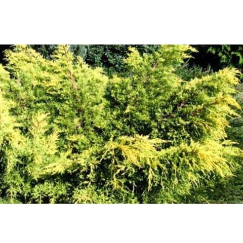 ROŚLINY Jałowiec pośredni - Juniperus media 'King of Spring'