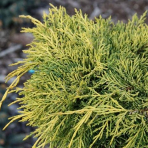 ROŚLINY Jałowiec pośredni - Juniperus media 'King of Spring'