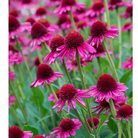 ROŚLINY Jeżówka purpurowa - Echinacea purpurea 'Delicious Candy'