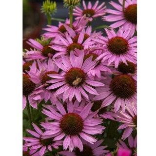 ROŚLINY Jeżówka purpurowa - Echinacea purpurea 'Fountain Light Purple'