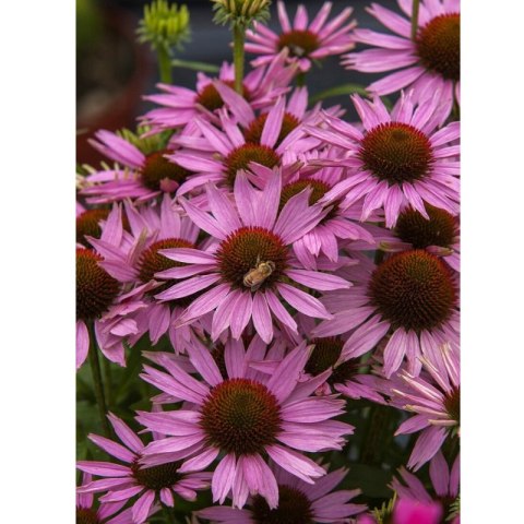 ROŚLINY Jeżówka purpurowa - Echinacea purpurea 'Fountain Light Purple'