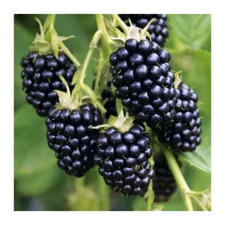 ROŚLINY Jeżyna bezkolcowa - Rubus fruticosus 'Thornfree'