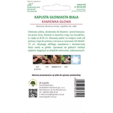 Kapusta głowiasta biała 'Kamienna Głowa' - odmiana późna