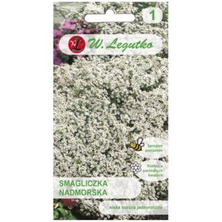 W.Legutko Smagliczka nadmorska - odmiana biała