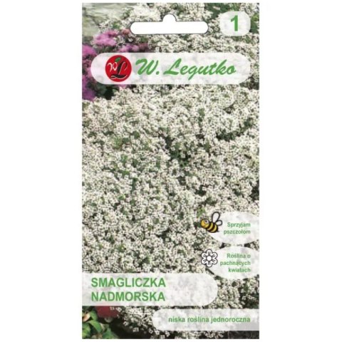 W.Legutko Smagliczka nadmorska - odmiana biała