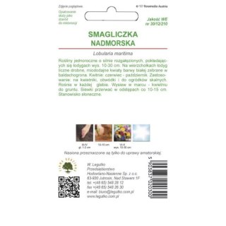 W.Legutko Smagliczka nadmorska - odmiana biała
