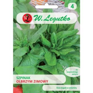 W.Legutko Szpinak Olbrzym Zimowy