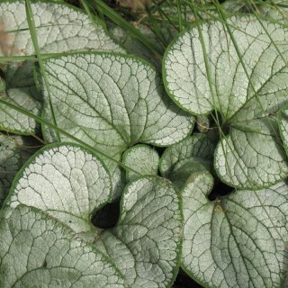 ROŚLINY Brunera Wielkolistna - Brunnera Macrophylla 'Silver Heart'