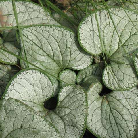 ROŚLINY Brunera Wielkolistna - Brunnera Macrophylla 'Silver Heart'