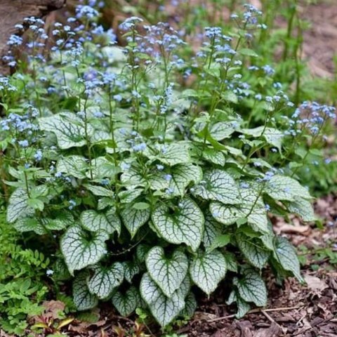 ROŚLINY Brunera Wielkolistna - Brunnera Macrophylla 'Silver Heart'