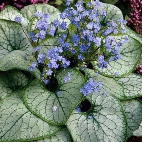 ROŚLINY Brunera Wielkolistna - Brunnera Macrophylla 'Silver Heart'