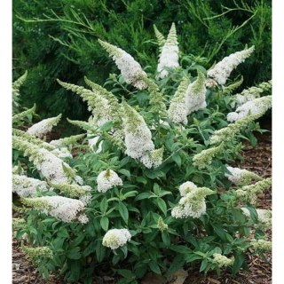 ROŚLINY Buddleja davidii 'White Profusion'