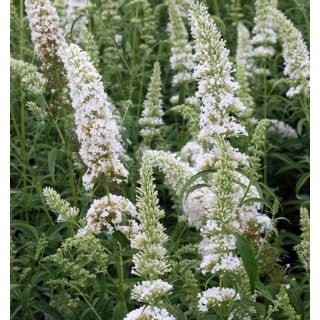 ROŚLINY Buddleja davidii 'White Profusion'