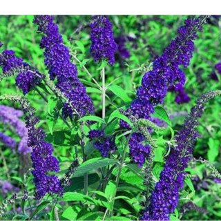ROŚLINY Budleja Dawida - Buddleja davidii 'Empire Blue'