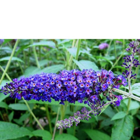 ROŚLINY Budleja Dawida - Buddleja davidii 'Empire Blue'