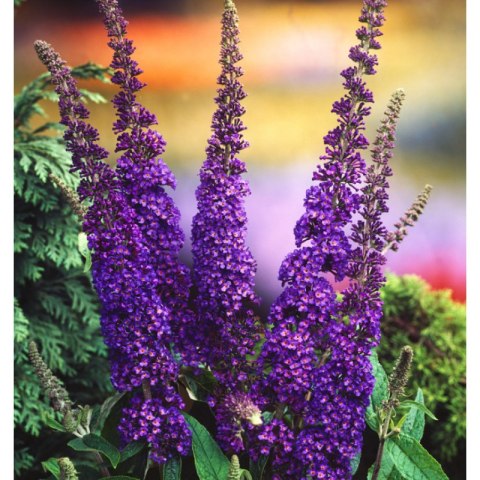 ROŚLINY Budleja Dawida - Buddleja davidii 'Empire Blue'