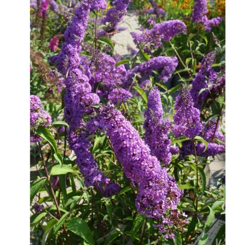 ROŚLINY Budleja Dawida - Buddleja davidii 'Ile de France'