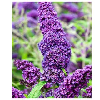 ROŚLINY Budleja Dawida - Buddleja davidii 'Ile de France'