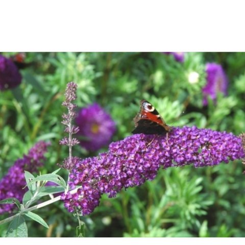 ROŚLINY Budleja Dawida - Buddleja davidii 'Ile de France'