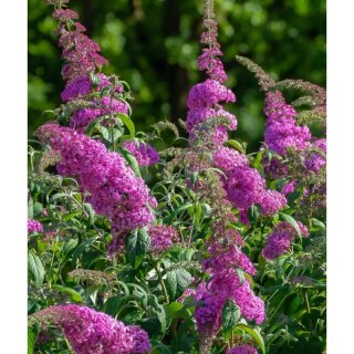 ROŚLINY Budleja Dawida - Buddleja davidii 'Pink Delight'