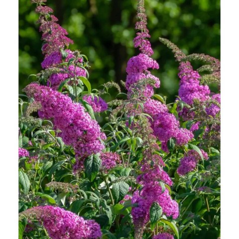 ROŚLINY Budleja Dawida - Buddleja davidii 'Pink Delight'