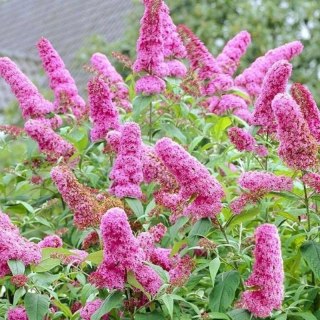 ROŚLINY Budleja Dawida - Buddleja davidii 'Pink Delight'