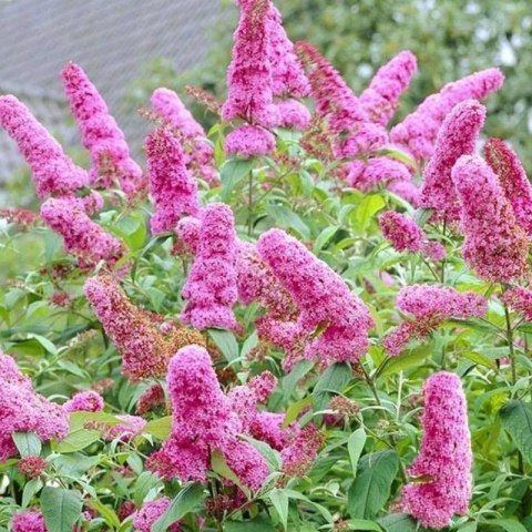 ROŚLINY Budleja Dawida - Buddleja davidii 'Pink Delight'