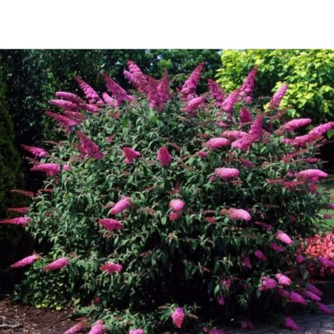 ROŚLINY Budleja Dawida - Buddleja davidii 'Pink Delight'